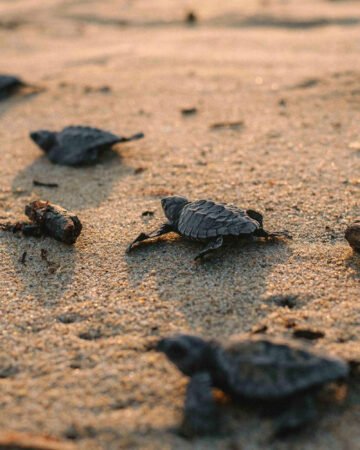 🐢 Liberación de tortugas